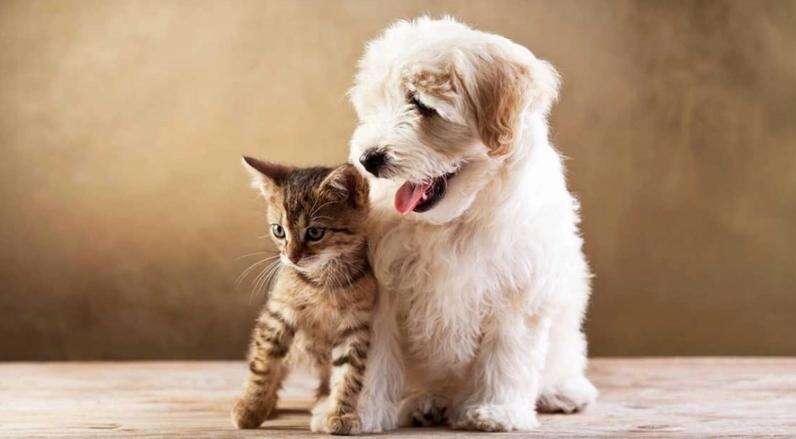 韩国宠物经济爆发现象：千亿级